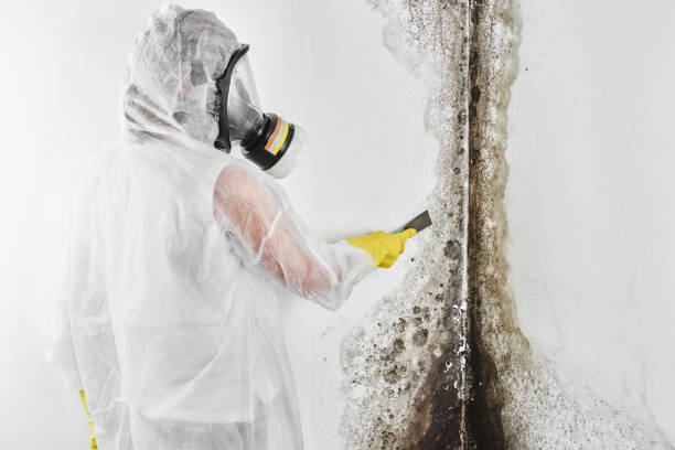 Best Mold Damage Repair  in Taylor Mill, KY
